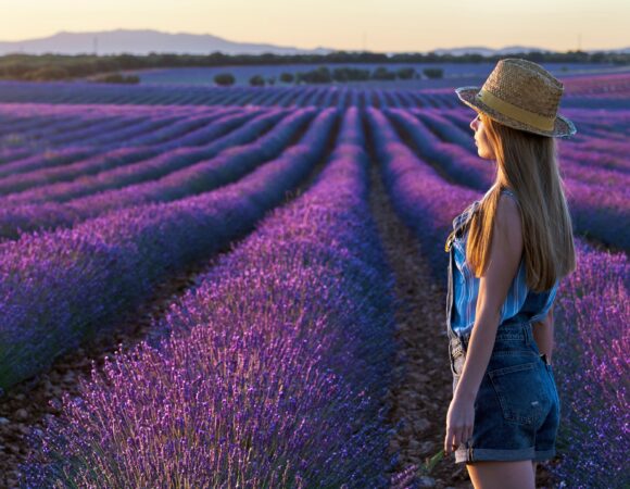 LAVANDA EN FLOR EN BRIHUEGA: 18 y 19 de Julio